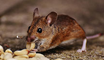 24 Hour & Emergency Exterminators in Fountain Hill, NC